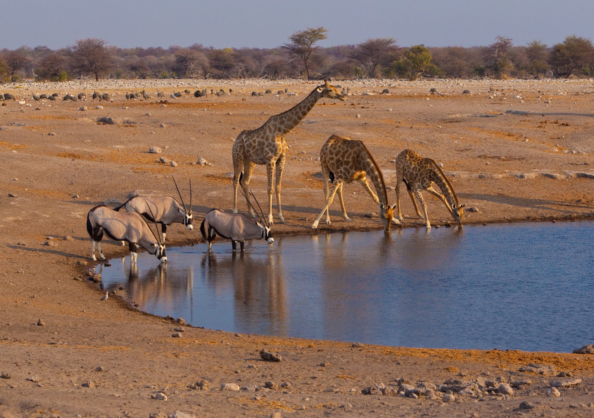 RVR-Giraffes-HRes